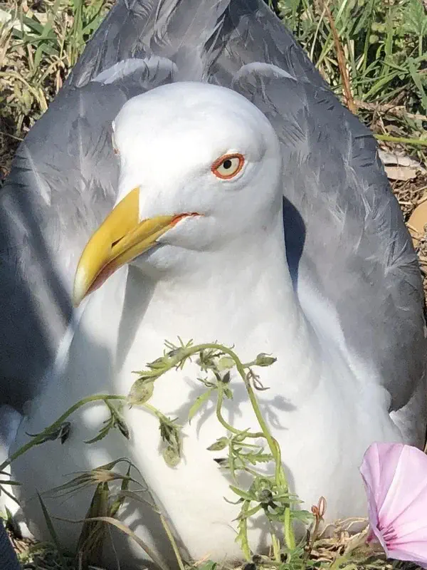 bureau d'études drones, Pilotes drones professionnels