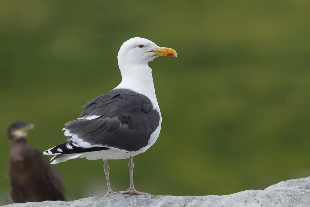 bureau d'études drones, Pilotes drones professionnels