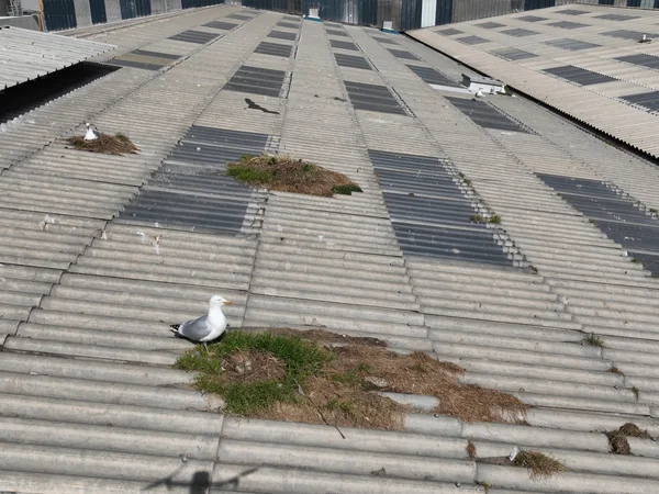 bureau d'études drones, Pilotes drones professionnels