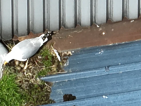 bureau d'études drones, Pilotes drones professionnels