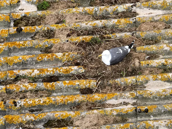 bureau d'études drones, Pilotes drones professionnels