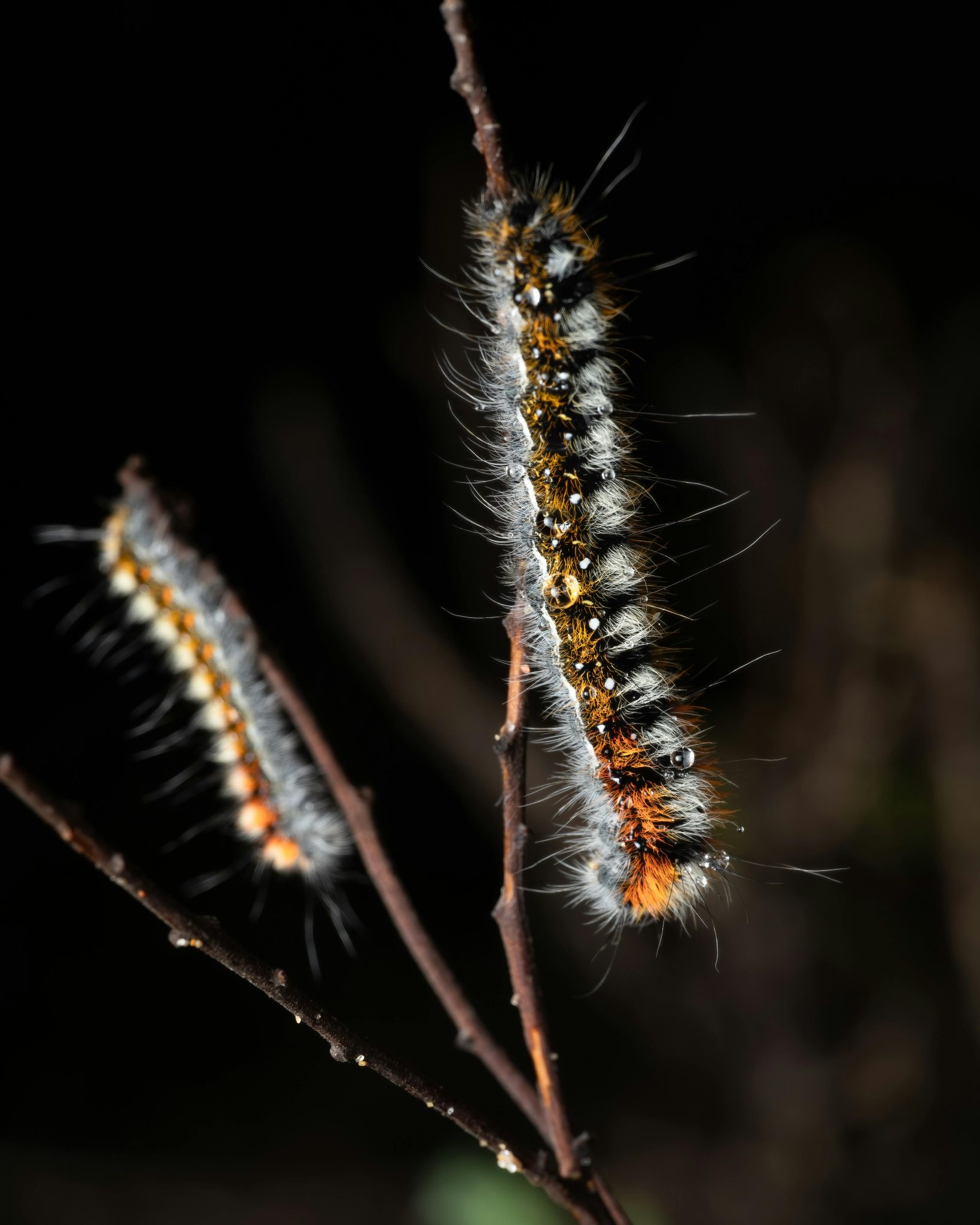 cocons de chenilles processionnaires